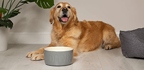 Pets Love Scruffs voucher code